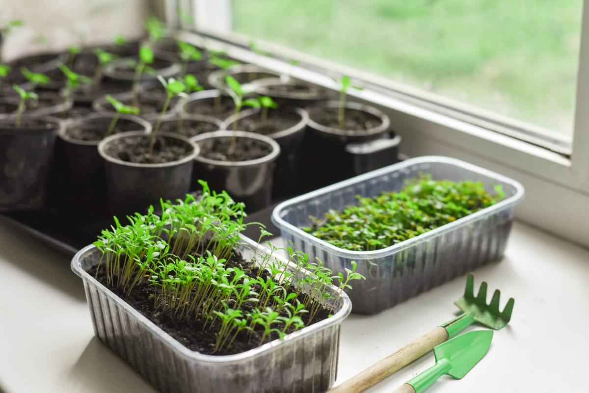 8 поширених рослин, розсаду яких ніколи не треба купувати 8 поширених рослин, розсаду яких ніколи не треба купувати