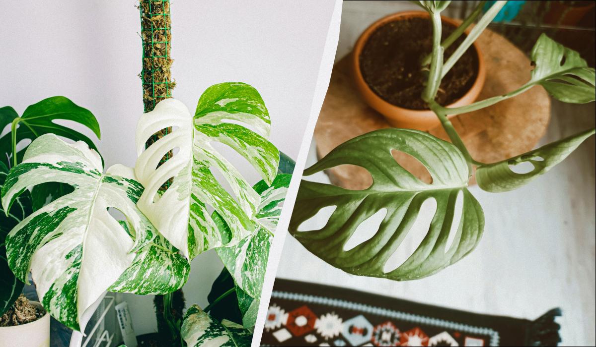 можно ли держать дома монстеру