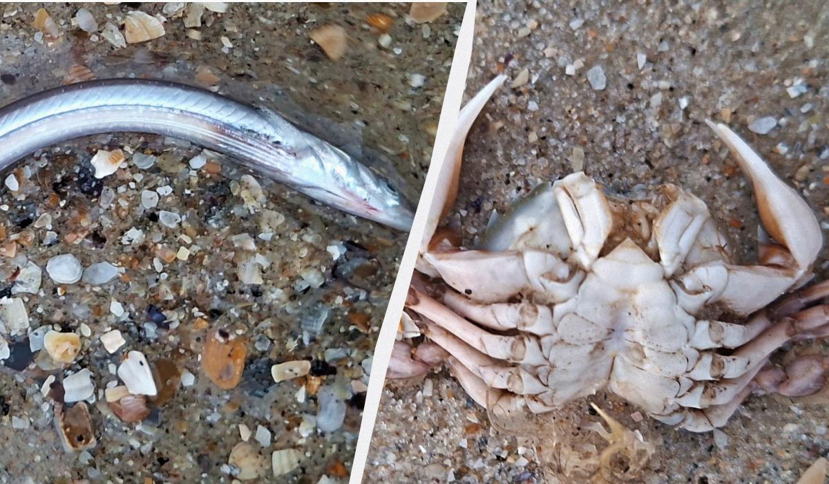 Рыбы и рапаны: в Одесской области шторм выбросил на побережье множество обитателей моря (фото) Рыбы и рапаны: в Одесской области шторм выбросил на побережье множество обитателей моря (фото)