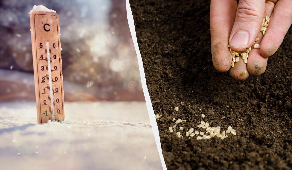 что сажать на рассаду в феврале что сажать на рассаду в феврале