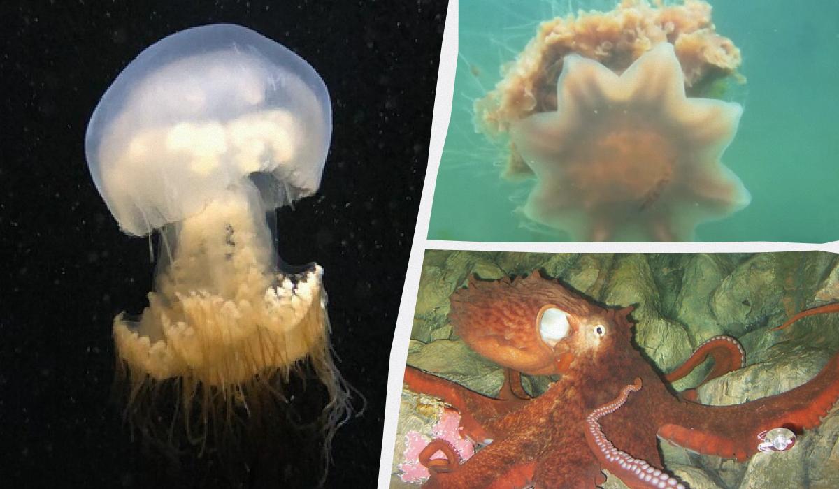 Жалят и хватают с расстояния 30 метров: названы 5 животных с самыми длинными щупальцами в мире