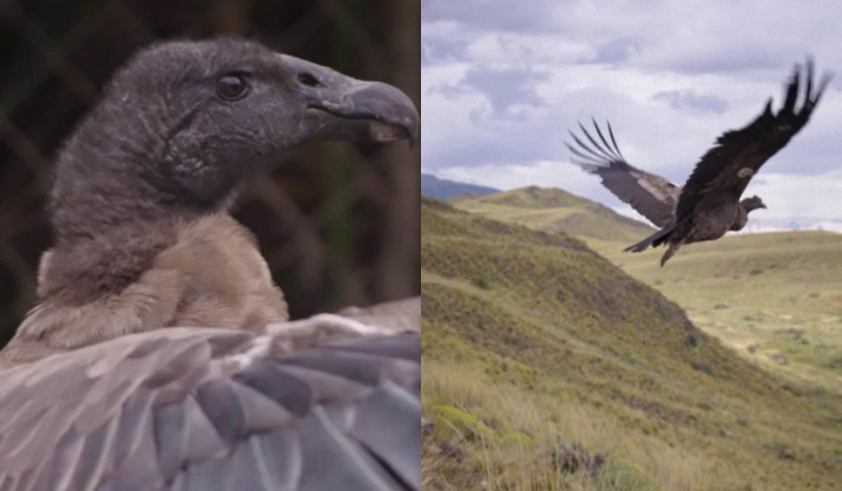 В Чили выпустили в небо легендарных птиц: страна спасает крупнейшего хищника с крыльями