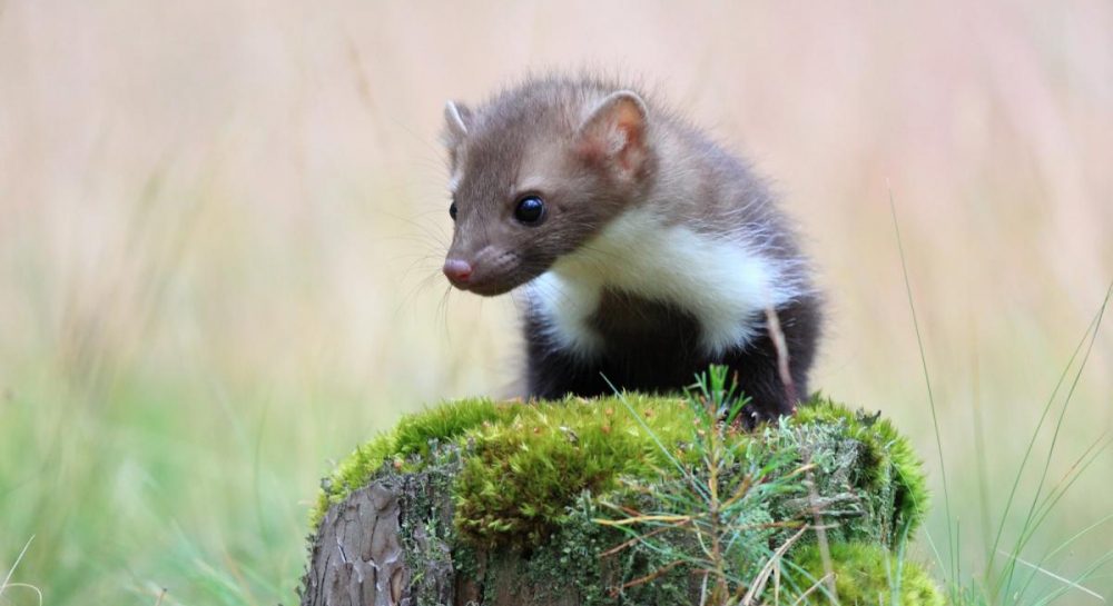 13 диких куниц выпустили в британском лесу: то, что произошло, удивило ученых Kép