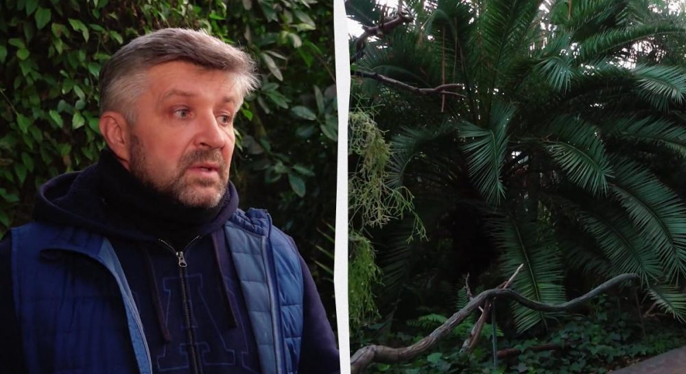 В киевском ботсаду гибнет уникальная коллекция растений из-за отсутствия отопления, - СМИ Kép