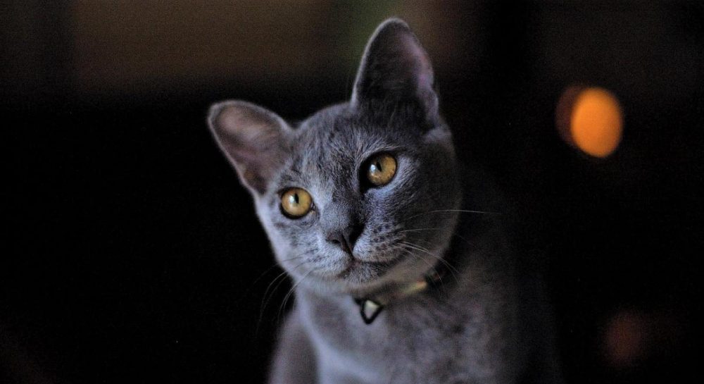 Почему кот бросается на человека: ветеринары дали объяснение Kép