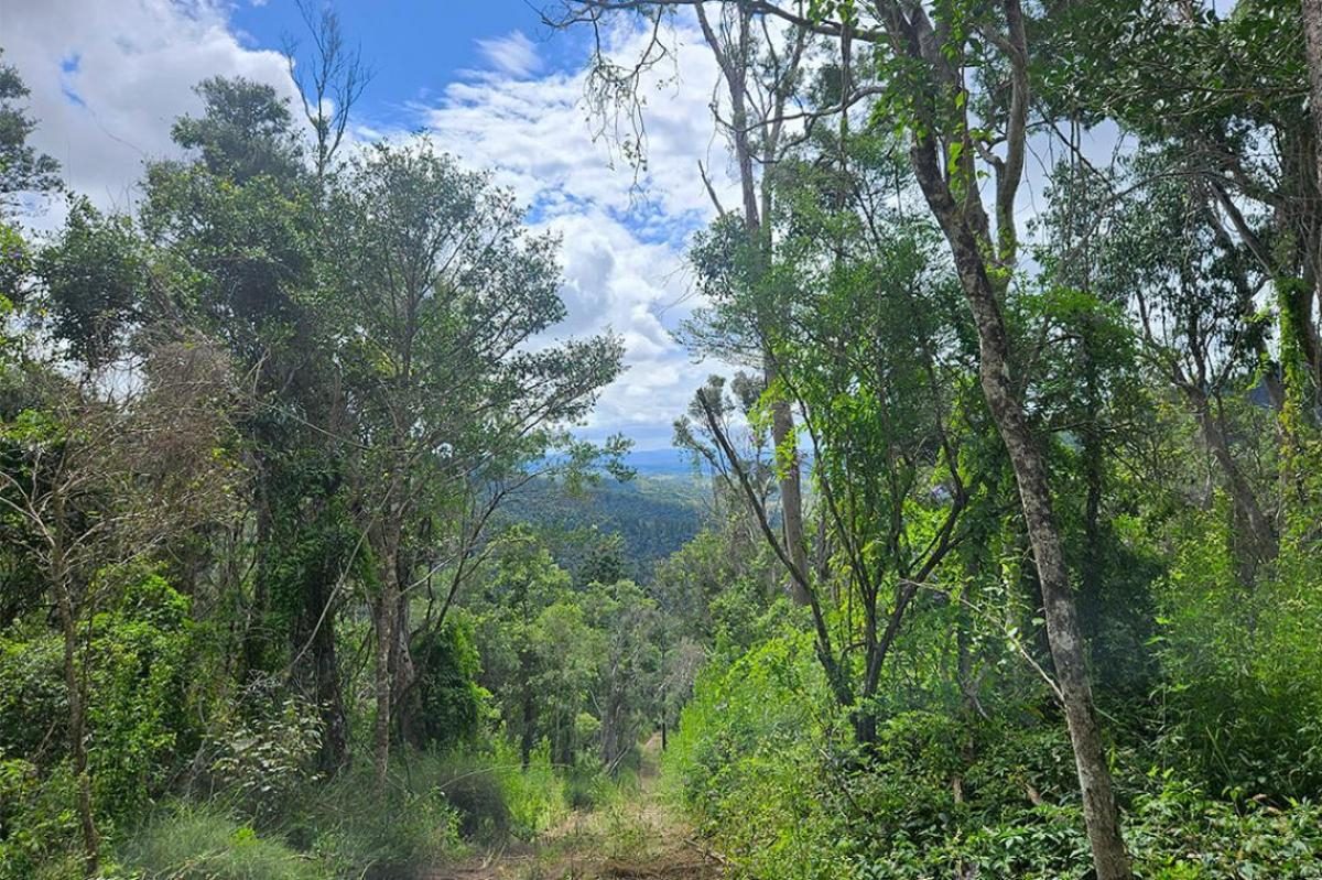 Albero‑zombie in pericolo: scienziati lottano contro la ruggine del mirto