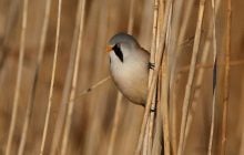 На Одещині у фотопастку потрапив яскравий вусатий птах: що про нього відомо (відео)