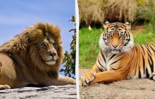 Лев проти тигра: хто переможе в бою та справді отримає титул "царя звірів"