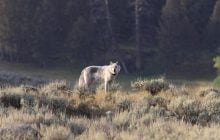 Вчені замислилися, чи дійсно повернення вовків врятувало дику природу Єллоустоуну