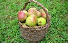 Як виростити грушеве дерево в приміщенні: експерти розкрили секрет солодких плодів