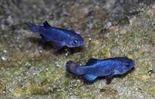 Залишилося всього 38 особин: яка найрідкісніша риба на планеті