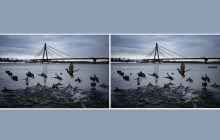 Треба знайти 3 відмінності на фото з качками за 10 секунд: дивовижна головоломка