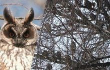 Велика зграя сов зібралася посеред міста на Одещині: дослідник пояснив поведінку птахів