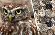 97% людей не можуть знайти 3 сов серед котів за 10 секунд: дивовижна оптична ілюзія