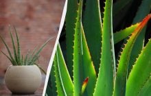Чому сохне алое і як його врятувати: 7 простих кроків