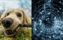 Люди, які народилися у ці місяці, вміють розуміти тварин без слів