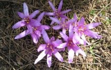 Такого ще не було: на Одещині неймовірно рано зацвіла рідкісна квітка (відео)