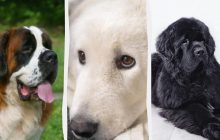Тихие, но надежные защитники дома: названы 7 самых спокойных пород сторожевых собак