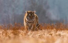 Дикая тигрица и пять ее детенышей попали на видео: это большая победа в сохранении тигров