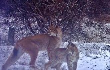 Возле Чернобыля зафиксировали хищника с детенышем: исследователи рассказали об интересном факте