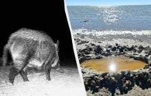 Оставляют воронки, как от бомб: в Одесской области растет численность интересных животных (фото)