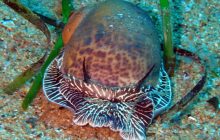 Терпеливые убийцы: эти моллюски просверливают "дома" своих жертв и превращают их в суп