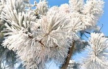 На вихідних в Україну нагрянуть сильні морози до -17°