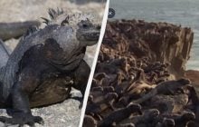 Чхають сіллю і можуть до години не дихати: що відомо про унікальних мешканців океану