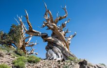 Что могут рассказать годовые кольца: натуралист показала, как читать "штрих-код" деревьев