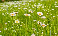 Как обычная ромашка стала "видимым сигналом" изменения климата, - исследование