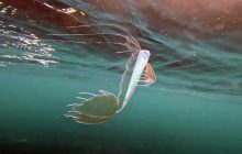 У побережья США "засветилась" редкая "рыба Судного дня" (фото)