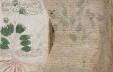 Рукопис Войнича, про який учені нічого не знають, може виявитися середньовічним шифром