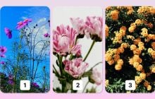 Ваш главный талант по цветку: психологический тест расскажет, в чем вы хороши