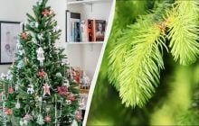 Умные фермеры не выбрасывают елку - это ценное удобрение: 3 способа использования