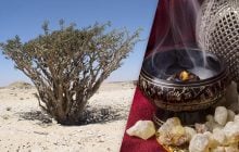 Скорочується природне джерело ладану, відомого ще з біблійних часів: стали відомі причини