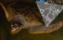 "Мы все асгардцы": животных, растения и грибы на Земле можно проследить до общего предка