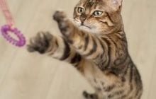 Никогда не дадут вам заскучать: 9 самых активных пород кошек