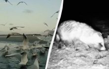 В Одесской области природа устроила птицам и животным "роскошный пир" на воде (видео)