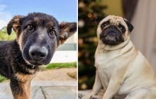 Хто розумніший: дворняжки чи породисті собаки, і в кого здоров'я краще - думка експерта