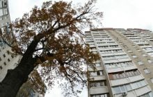 Какие деревья плохо растут возле домов: их уже не сажают даже в городах