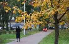 Садоводы назвали 6 деревьев, которые никогда не следует сажать во дворе