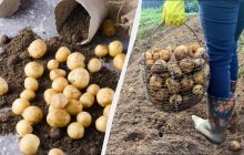 Ось чому ваша картопля виростає дрібною: 7 грубих помилок дачників