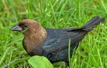 У світі живе пташка, спів якої звучить, як капання води: вчені пояснили, як їй це вдається