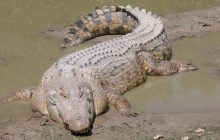 Найбільша в світі рептилія здатна переплисти океан без особливих зусиль: як їй це вдається