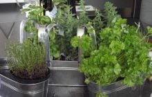 6 трав, які варто почати вирощувати з насіння вже зараз, щоб мати весняний урожай