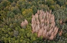 В Европе задумались, можно ли спасти гибнущие леса новым способом посадки деревьев