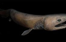 Жила за часів динозаврів: що відомо про одну з найзагадковіших риб на планеті