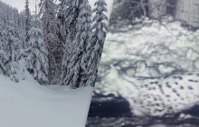 У високогірному прикордонні зафіксували сніжного "інспектора": у чому небезпека для людей