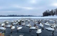 "Неймовірно багато лебедів": поблизу Оболоні на зимівлю зібралися сотні птахів