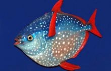 Порушує закони природи: глибоко в океані мешкає єдина в світі теплокровна риба